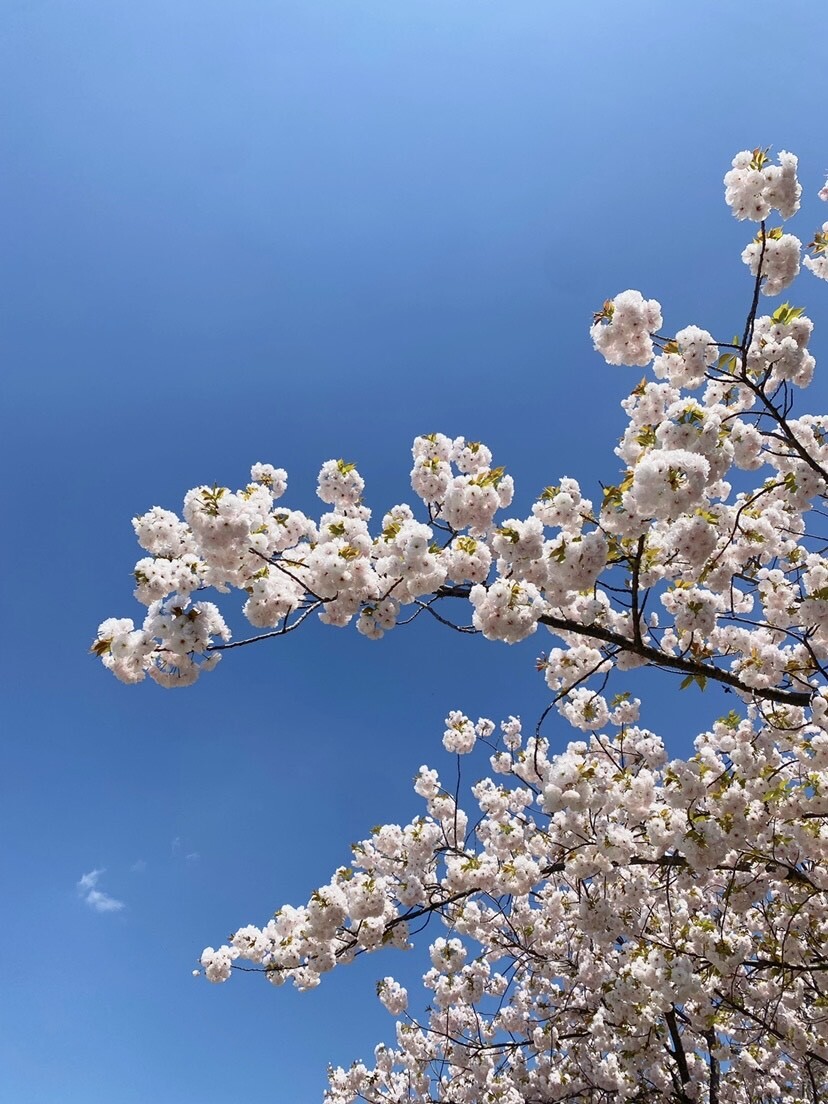 sakura sakura
