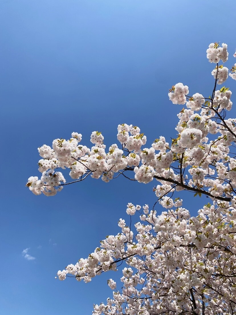 sakura