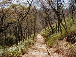 葛城山登山道写真