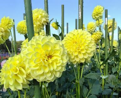 dalia2