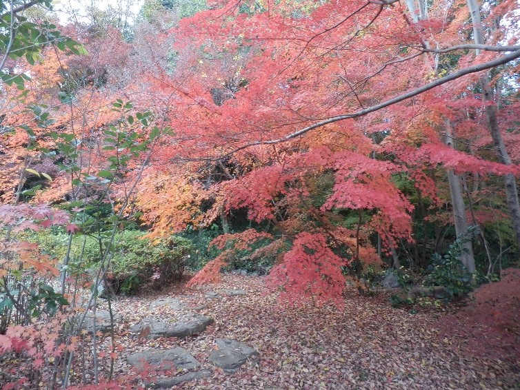 momiji1