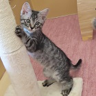 コゼル
