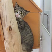 張り付くかぼちゃ
