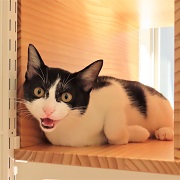 てらにゃあ
