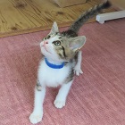 ナハ
