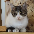 スプラッシュ140