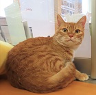 デュポントップ