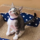 ニュータ