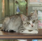 おくら