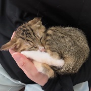 お眠りとまと