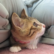 横顔とまと