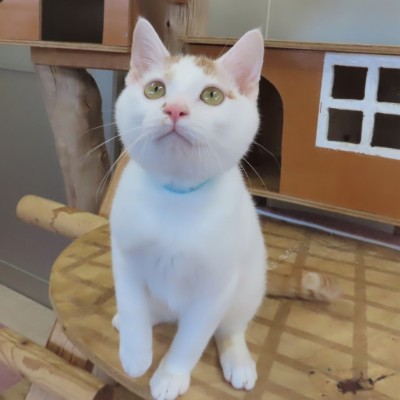 大きいはやぶさ