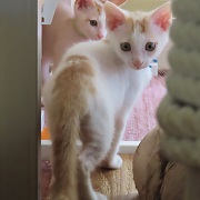 振り向くハヤブサ