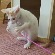 猫じゃらしに夢中ハヤブサ