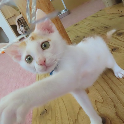 大きいハヤブサ