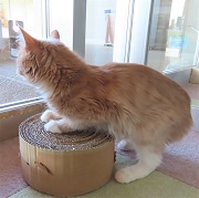 爪とぎキット