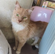 出てきたキット