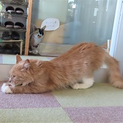 のびーるキット