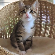あざといプリト