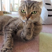 お茶目カット