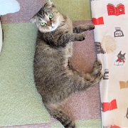 ごろんごろんカット