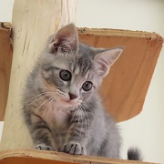 にぼし01