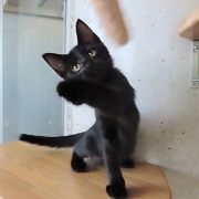 猫パンチアルフォート