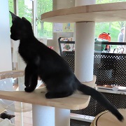 横からアルフォート