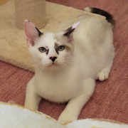 ミルファス伏せ