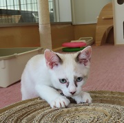 ふぁす
