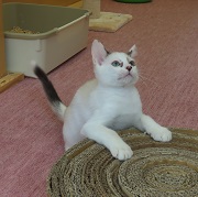 爪とぎ