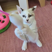 あそぶミルファス