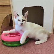肘おきミルファス