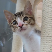 ひょっこり風