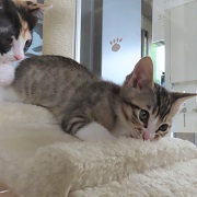 かみかみ風