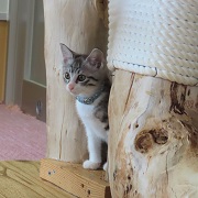 ひょっこり