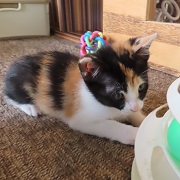 おもちゃに夢中ふう