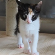 向かってくるふう