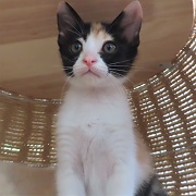 お澄ましふう