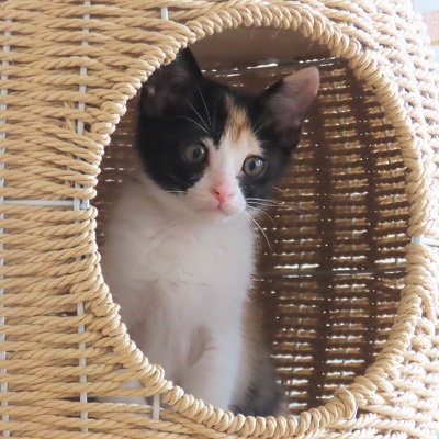 大きいふう