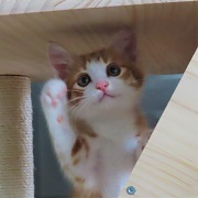 キャラメルリボン