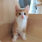 キャラメルリボン