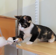猫じゃらし牡丹