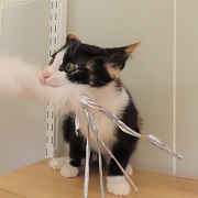 食いつき牡丹