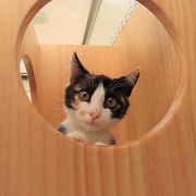 ひょっこり牡丹
