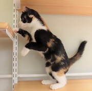 立ち上がり牡丹