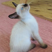 見上げるシュガー