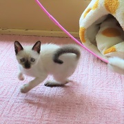 シュガー_アクティブ