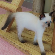 シュガー_歩き