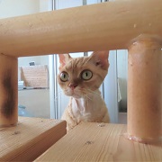 覗くデボン